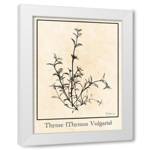 Thymus Vulgaris White Modern Wood Framed Art Print by Koetsier, Albert