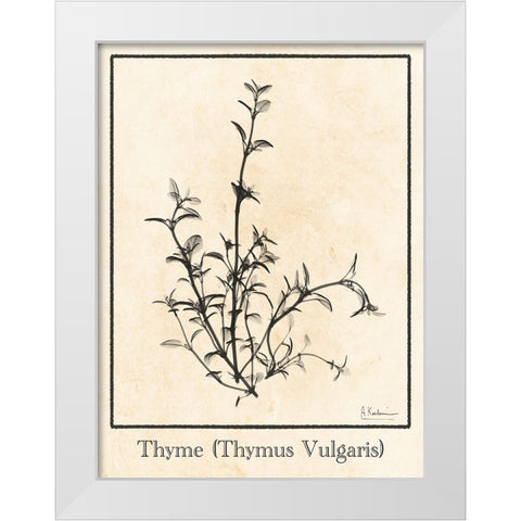 Thymus Vulgaris White Modern Wood Framed Art Print by Koetsier, Albert