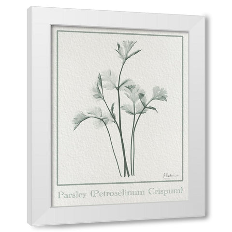 Parsley 2 White Modern Wood Framed Art Print by Koetsier, Albert