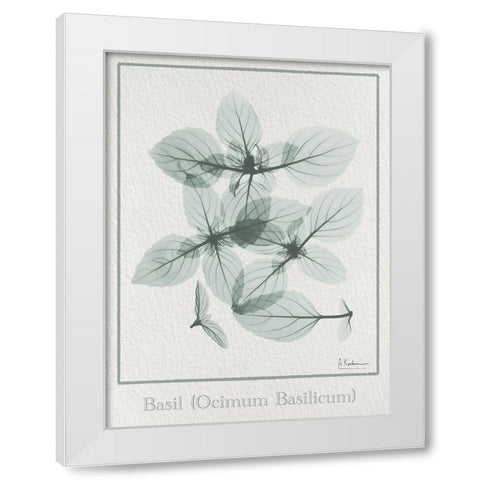 Basil Ocimum Basilicum 2 White Modern Wood Framed Art Print by Koetsier, Albert