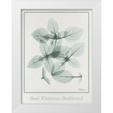 Basil Ocimum Basilicum 2 White Modern Wood Framed Art Print by Koetsier, Albert
