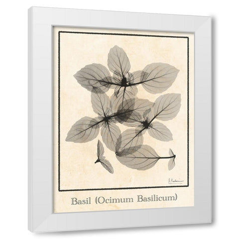 Basil Ocimum Basilicum White Modern Wood Framed Art Print by Koetsier, Albert