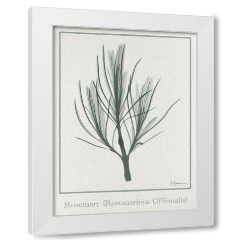 Rosemary 2 White Modern Wood Framed Art Print by Koetsier, Albert