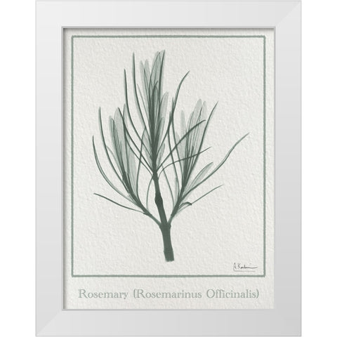 Rosemary 2 White Modern Wood Framed Art Print by Koetsier, Albert