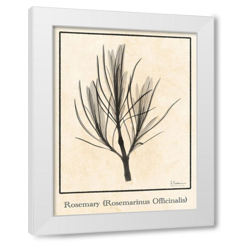 Rosemary White Modern Wood Framed Art Print by Koetsier, Albert