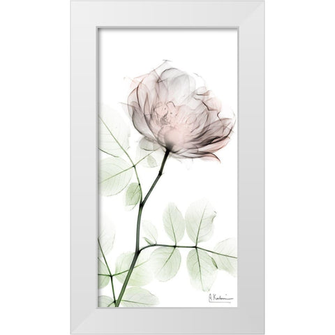 Loving Rose 1 White Modern Wood Framed Art Print by Koetsier, Albert