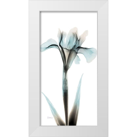 Sea Infused Iris 1 White Modern Wood Framed Art Print by Koetsier, Albert