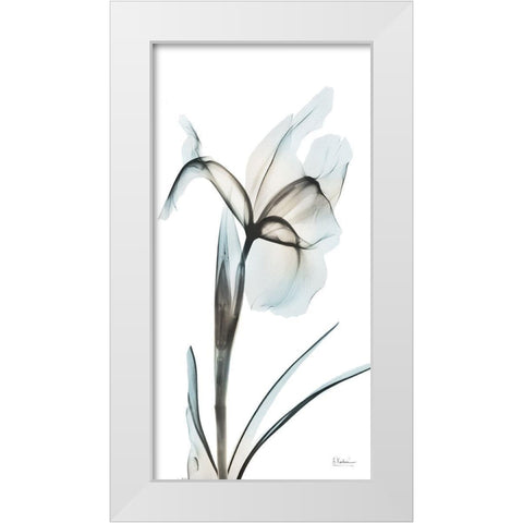 Sea Infused Iris 2 White Modern Wood Framed Art Print by Koetsier, Albert