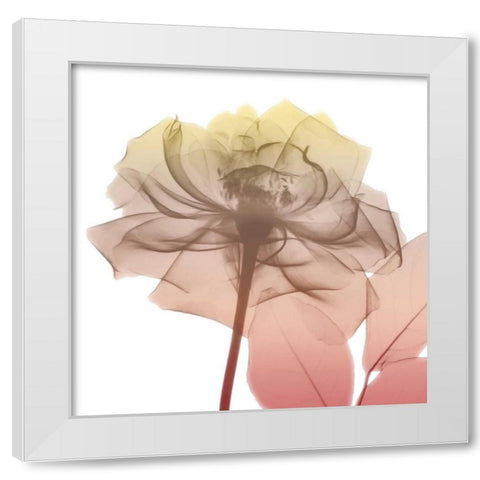 Rose Dawn 1 White Modern Wood Framed Art Print by Koetsier, Albert