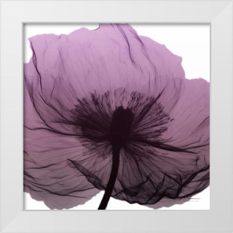 Poppy Purple White Modern Wood Framed Art Print by Koetsier, Albert