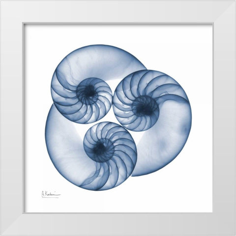 Indigo Nautilus Trio White Modern Wood Framed Art Print by Koetsier, Albert