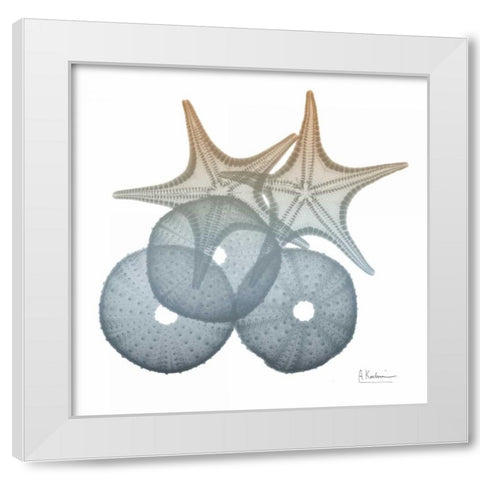 Earthy Hues Sea Urchin and Starfish White Modern Wood Framed Art Print by Koetsier, Albert