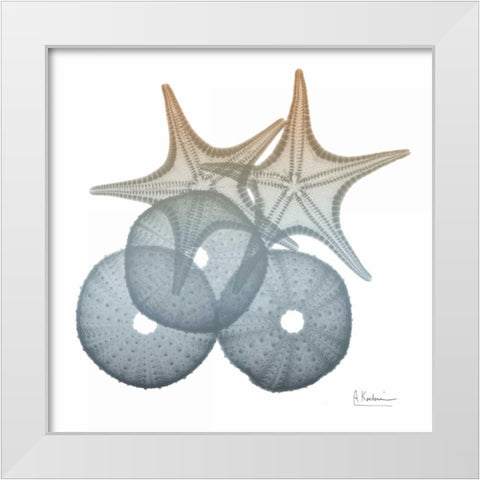 Earthy Hues Sea Urchin and Starfish White Modern Wood Framed Art Print by Koetsier, Albert