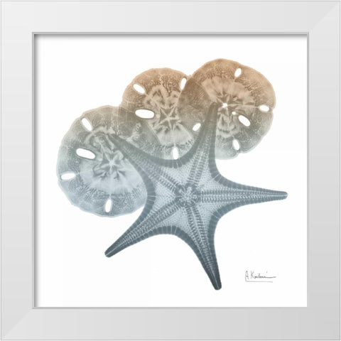 Earthy Hues Starfish and Sand Dollar White Modern Wood Framed Art Print by Koetsier, Albert