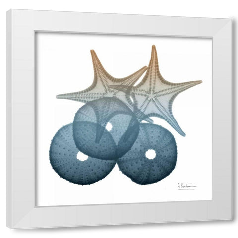 Steel Hues Sea Urchin and Starfish White Modern Wood Framed Art Print by Koetsier, Albert