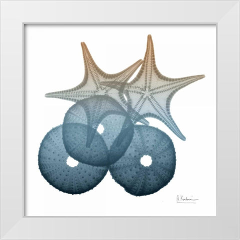 Steel Hues Sea Urchin and Starfish White Modern Wood Framed Art Print by Koetsier, Albert
