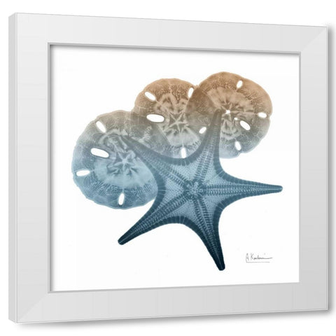 Steel Hues Starfish and Sand Dollar White Modern Wood Framed Art Print by Koetsier, Albert