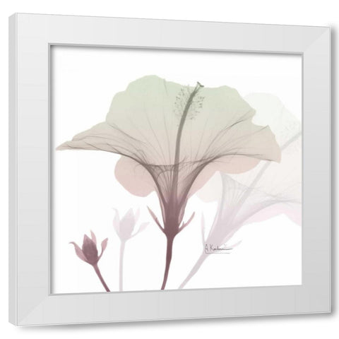 Neapolitan Hibiscus White Modern Wood Framed Art Print by Koetsier, Albert