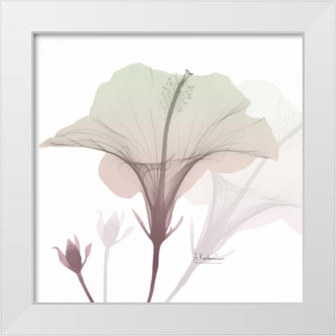 Neapolitan Hibiscus White Modern Wood Framed Art Print by Koetsier, Albert