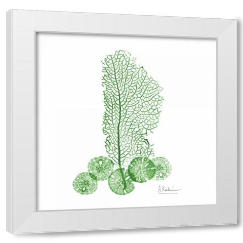 Emerald Sea Fan and Sand Dollar 2 White Modern Wood Framed Art Print by Koetsier, Albert