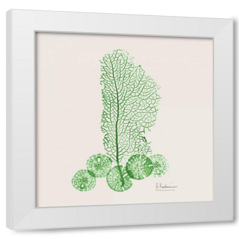 Emerald Sea Fan and Sand Dollar White Modern Wood Framed Art Print by Koetsier, Albert