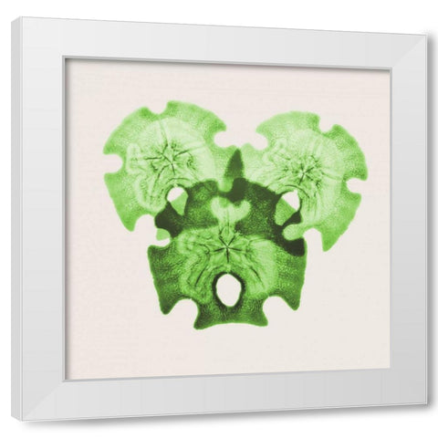 Sage Sand Dollars L326 White Modern Wood Framed Art Print by Koetsier, Albert