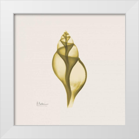 Genie Tulip Shell White Modern Wood Framed Art Print by Koetsier, Albert
