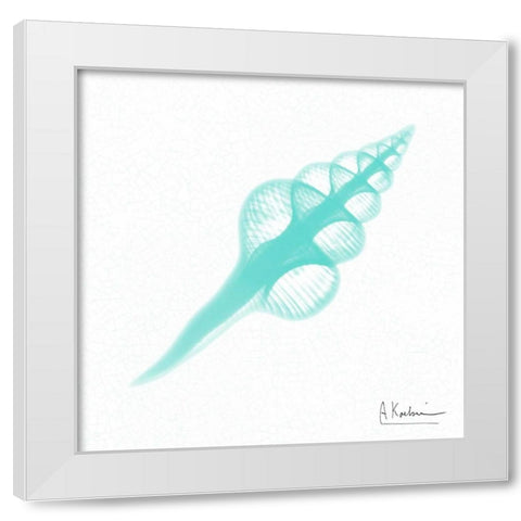 Dry Fusinus Colus Seafoam White Modern Wood Framed Art Print by Koetsier, Albert