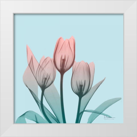 Awakening Tulips 2 White Modern Wood Framed Art Print by Koetsier, Albert