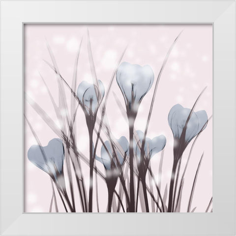 Salmon Crocus White Modern Wood Framed Art Print by Koetsier, Albert