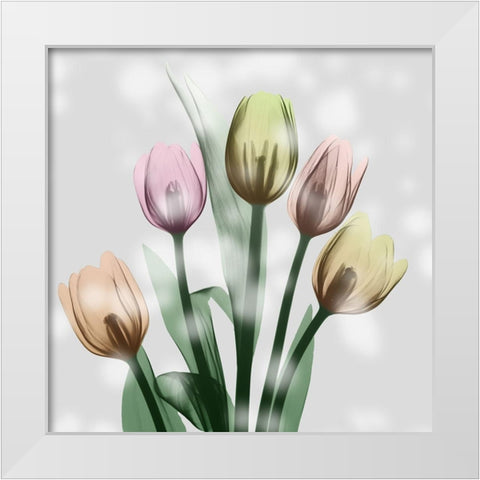 Awakening Tulips White Modern Wood Framed Art Print by Koetsier, Albert