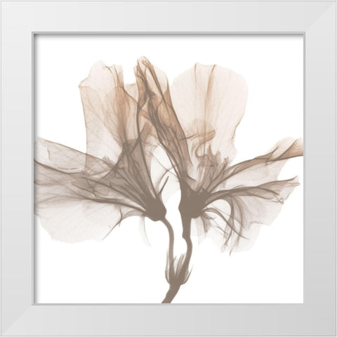 Dry Azalea 1 White Modern Wood Framed Art Print by Koetsier, Albert