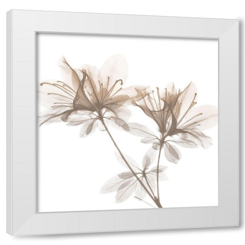 Dry Azalea 2 White Modern Wood Framed Art Print by Koetsier, Albert