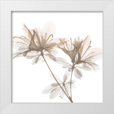 Dry Azalea 2 White Modern Wood Framed Art Print by Koetsier, Albert