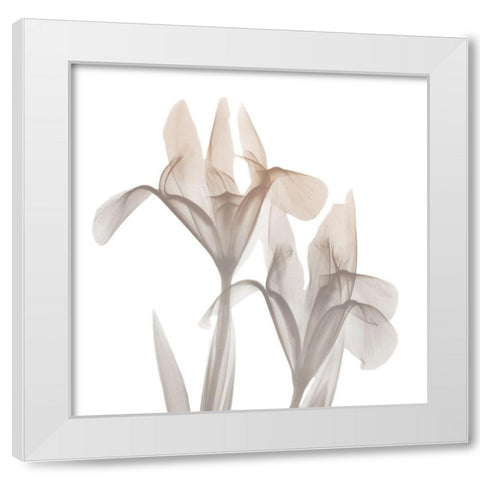 Dry Iris 1 White Modern Wood Framed Art Print by Koetsier, Albert