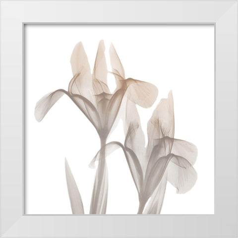 Dry Iris 1 White Modern Wood Framed Art Print by Koetsier, Albert