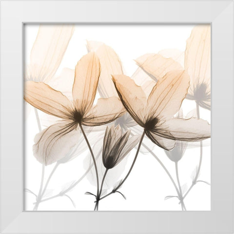 Bittersweet Clematis White Modern Wood Framed Art Print by Koetsier, Albert