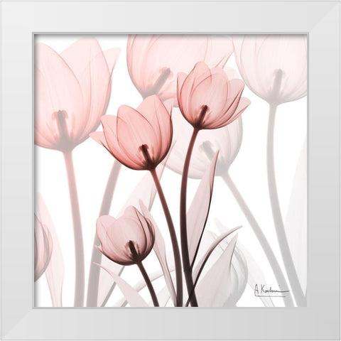 Blush Luster Tulips White Modern Wood Framed Art Print by Koetsier, Albert