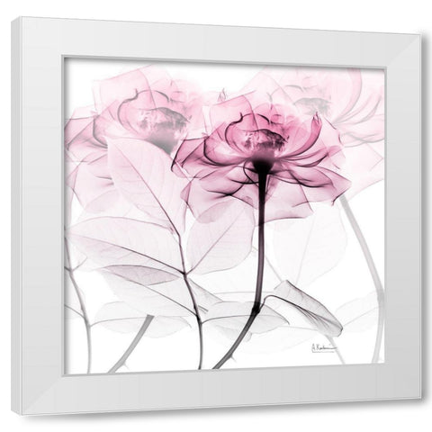 Lavish Pink Rose White Modern Wood Framed Art Print by Koetsier, Albert