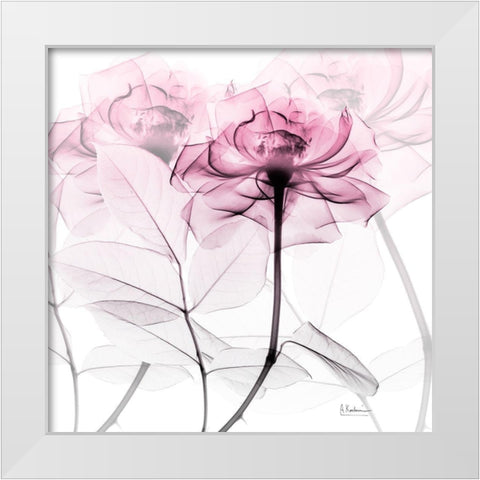 Lavish Pink Rose White Modern Wood Framed Art Print by Koetsier, Albert