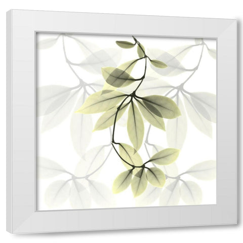 Overcoming Hoya Carnosa White Modern Wood Framed Art Print by Koetsier, Albert