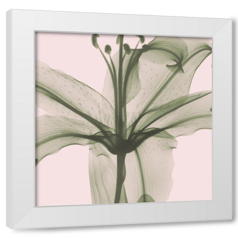 Entranced Lily White Modern Wood Framed Art Print by Koetsier, Albert