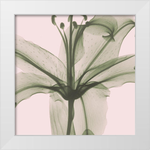 Entranced Lily White Modern Wood Framed Art Print by Koetsier, Albert