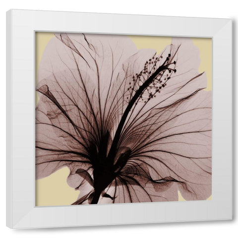 Spring Hibiscus White Modern Wood Framed Art Print by Koetsier, Albert