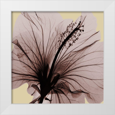Spring Hibiscus White Modern Wood Framed Art Print by Koetsier, Albert