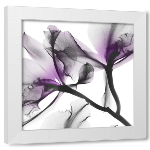 Lavender Luster 1 White Modern Wood Framed Art Print by Koetsier, Albert