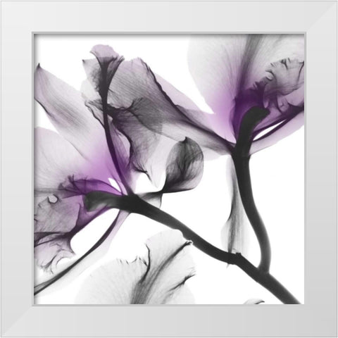 Lavender Luster 1 White Modern Wood Framed Art Print by Koetsier, Albert