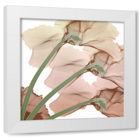 Peach Luster Cyclamen 1 White Modern Wood Framed Art Print by Koetsier, Albert