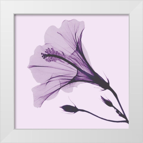 Lavender Passion Hibiscus White Modern Wood Framed Art Print by Koetsier, Albert