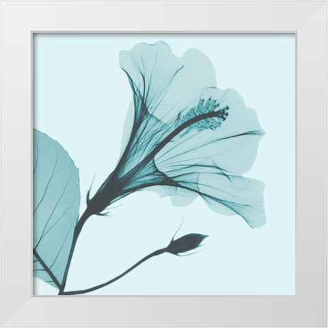 Saphire Love Hibiscus White Modern Wood Framed Art Print by Koetsier, Albert